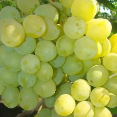 pervozvannyy-7-228122