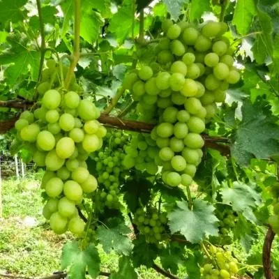 pervozvannyy-8-228122