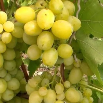 pervozvannyy-9-228122