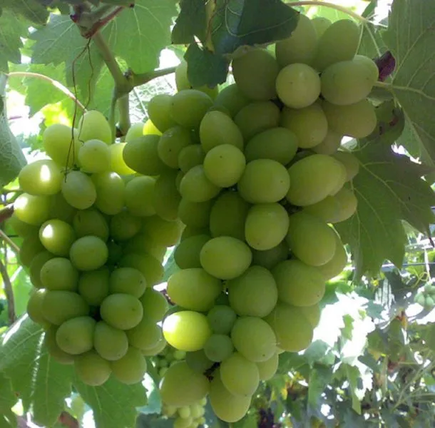 pervozvannyy-main-228122