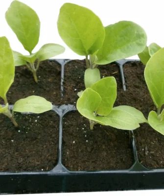 рассада баклажанов в стаканчиках