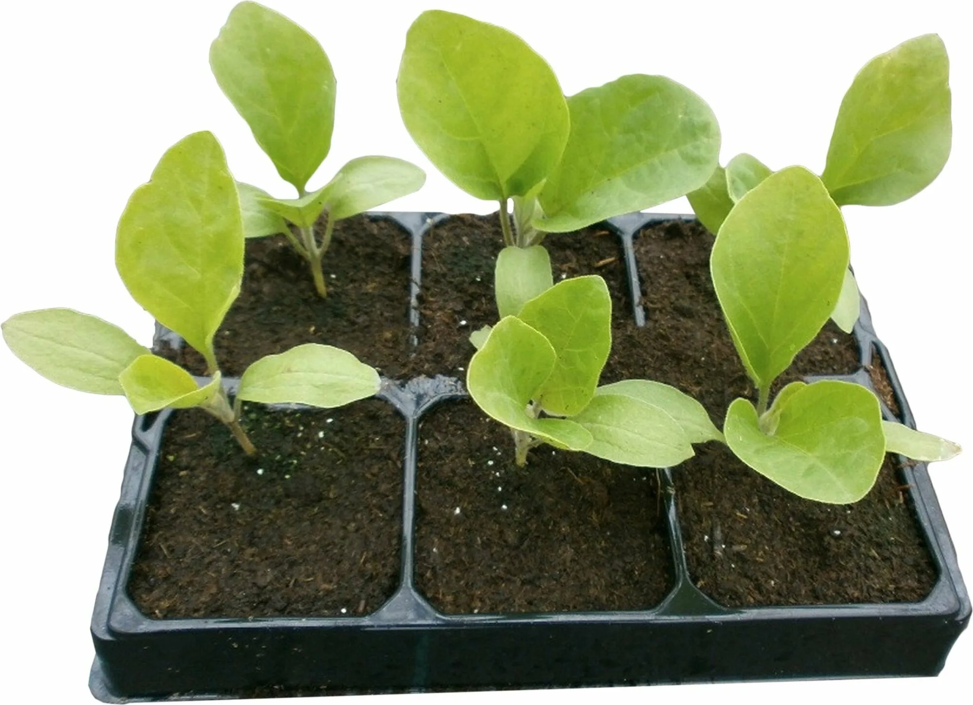 рассада баклажанов в стаканчиках