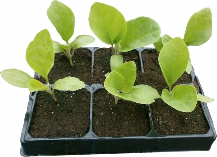 сеянцы баклажанов с настоящими листьями