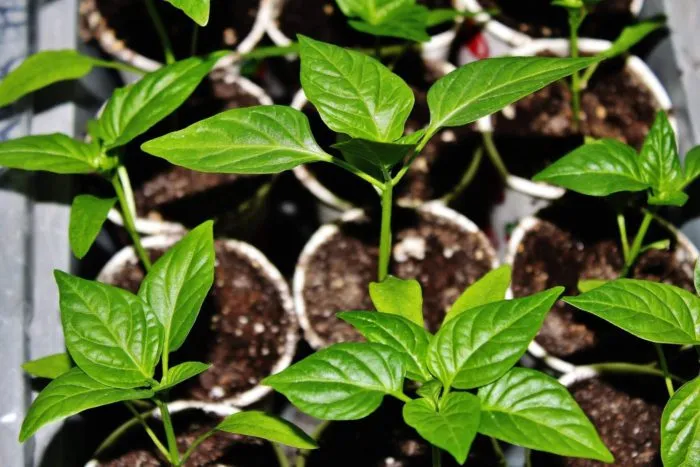 рассада перца с настоящими листьями