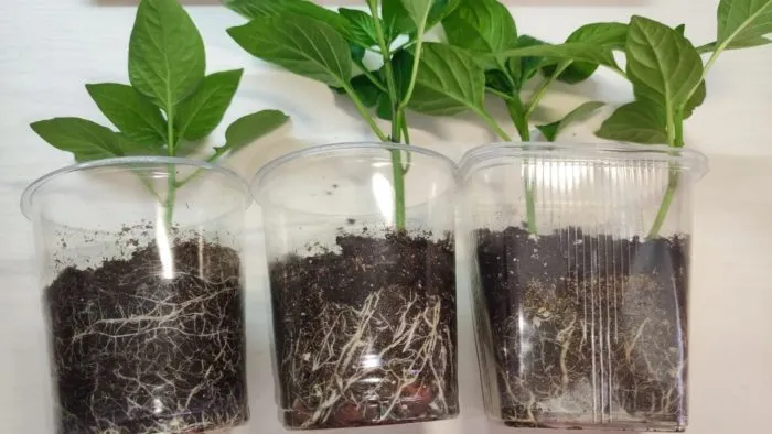 корни рассады перца