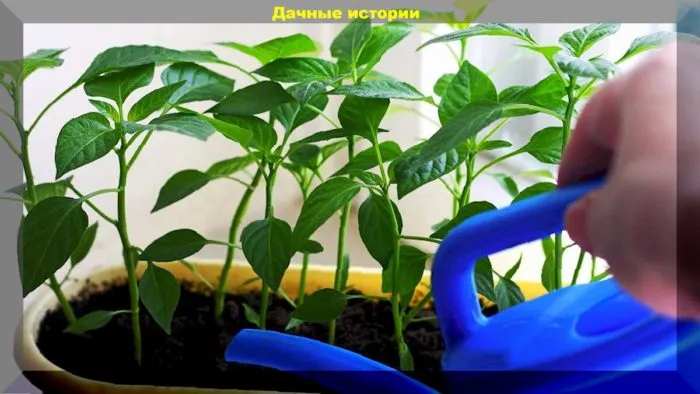 полив рассады перцев перед пикировкой