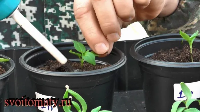 палец делает лунку в грунте для посадки рассады перца пикировка