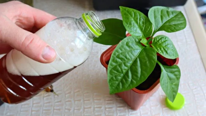 полив рассады перца под корень