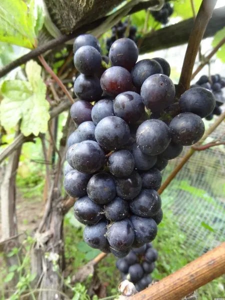 pino-mene-main-230393