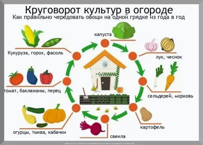 схема севооборота на плане