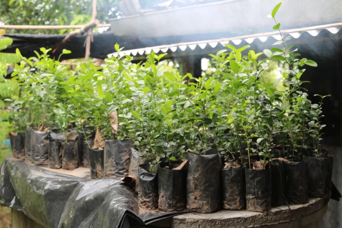 питомник растений саженцы