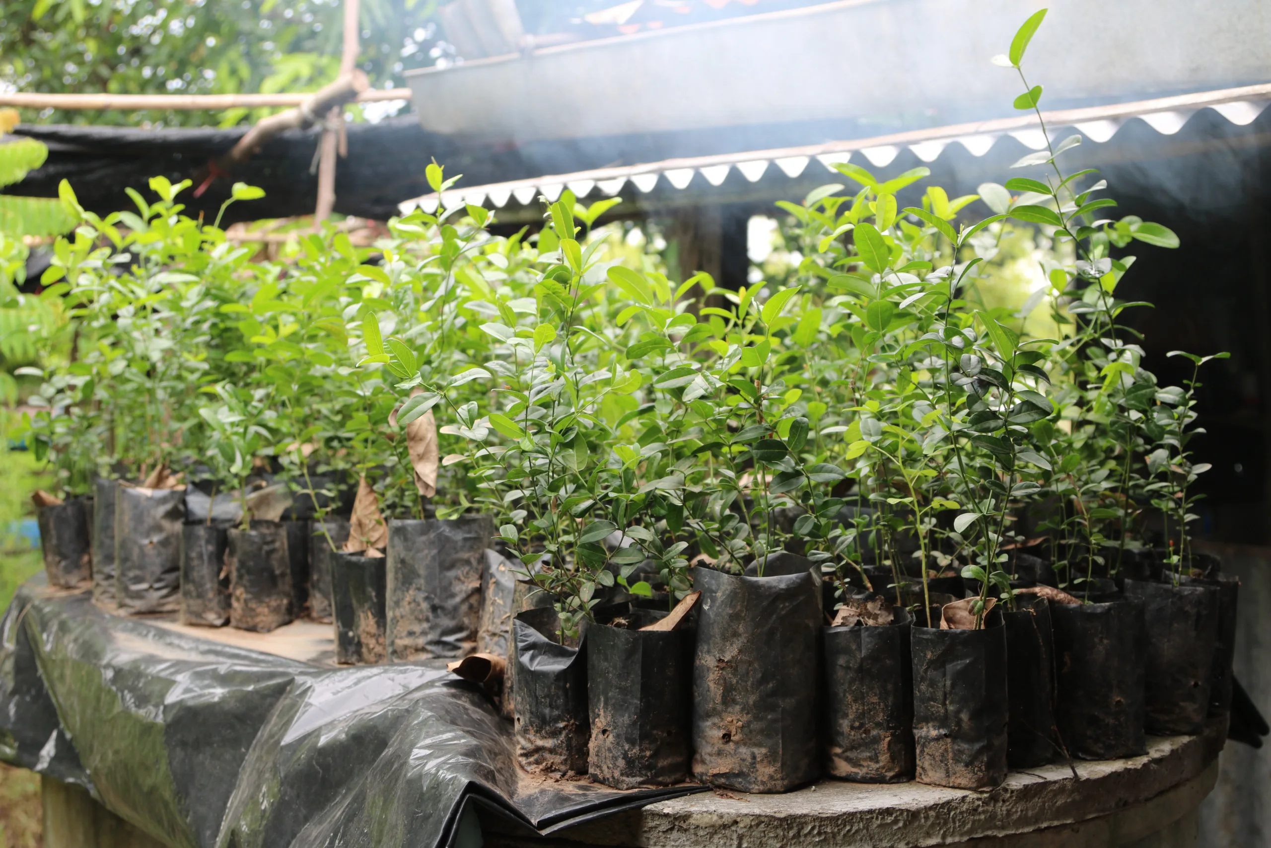 питомник растений саженцы