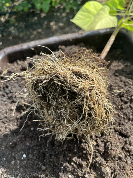 осмотр корней саженца