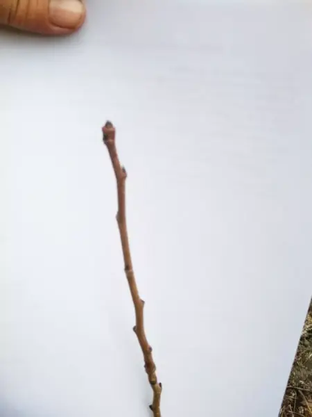 почки на ветке саженца