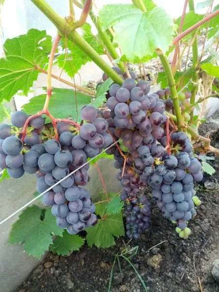 plechistik-severnyy-2-234729