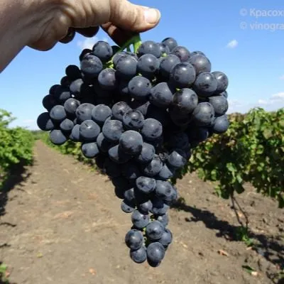 plechistik-severnyy-3-234729