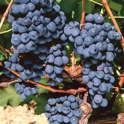 plechistik-severnyy-4-234729