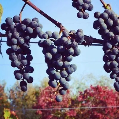 plechistik-severnyy-5-234729