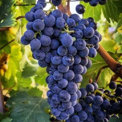 plechistik-severnyy-7-234729