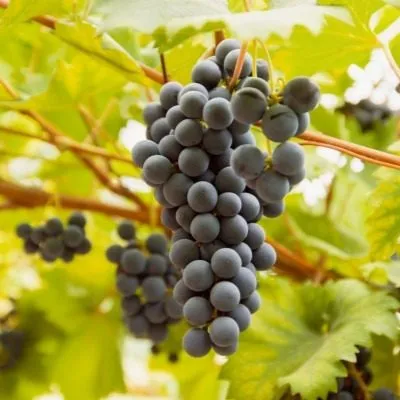 plechistik-severnyy-8-234729