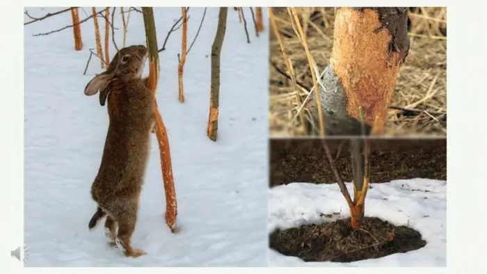 заяц грызет кору дерева
