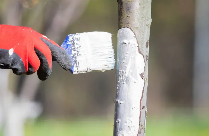 побелка деревьев