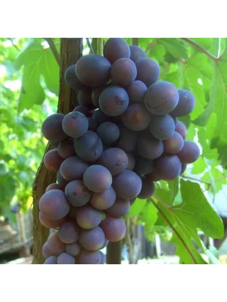 podarok-nesvetaya-2-233936