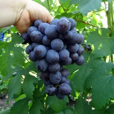 podarok-nesvetaya-4-233936