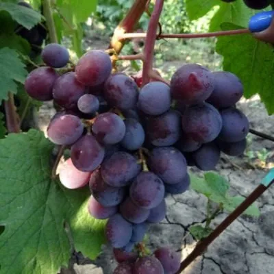 podarok-nesvetaya-6-233936