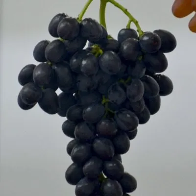 podarok-nesvetaya-7-233936