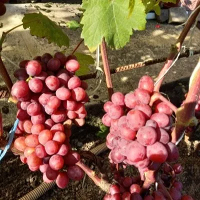 podarok-nesvetaya-8-233936