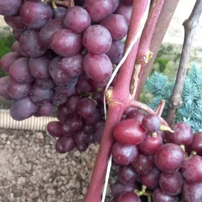 podarok-nesvetaya-9-233936