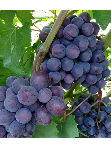 podarok-nesvetaya-main-233936