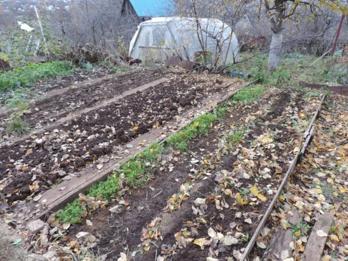 грядка на огороде осенью