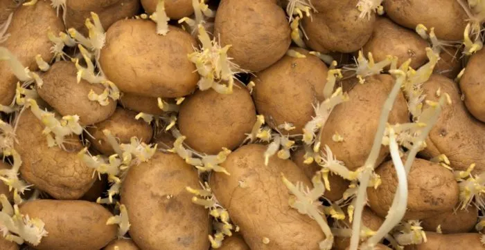 картофель с ростками в ящике