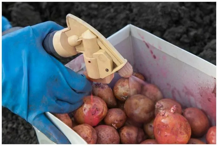 опрыскивание пророщенных клубней картофеля перед посадкой