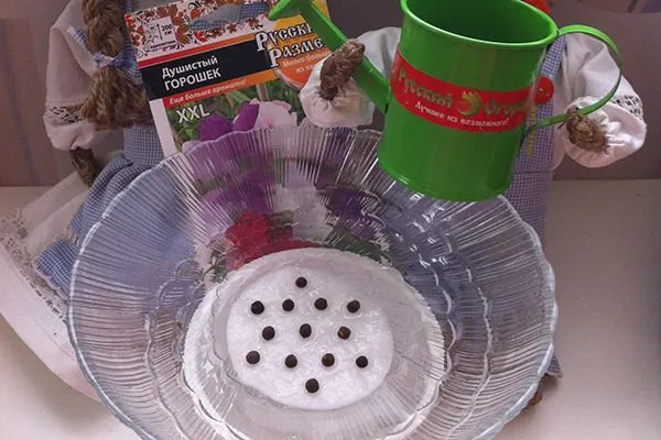 Душистый горошек: как и когда сеять на рассаду и в грунт