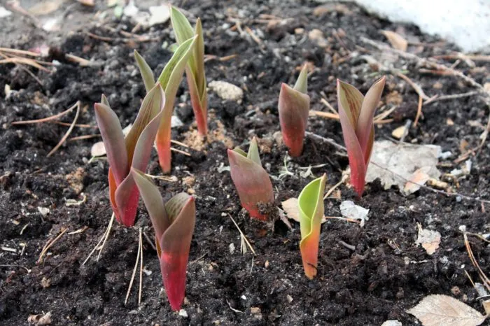 ростки тюльпанов весной