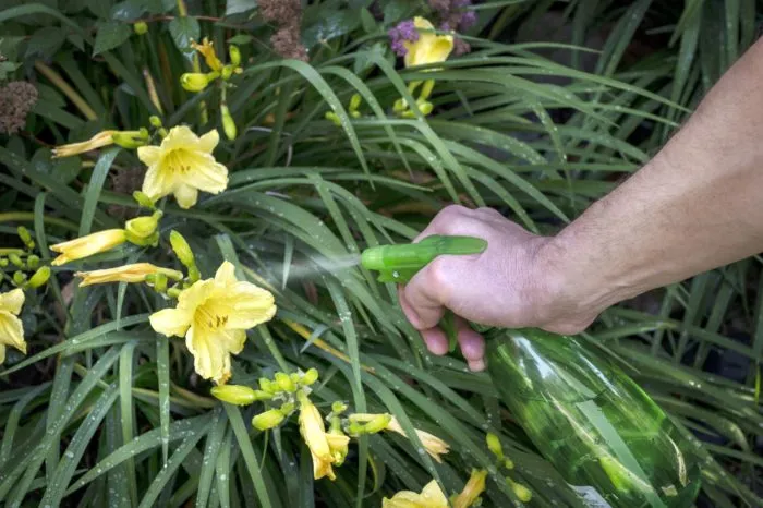 опрыскивание луковичных нарциссы весной
