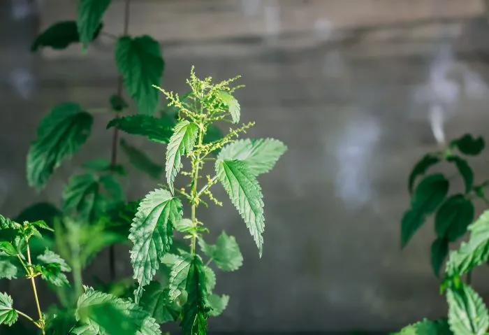 крапива в саду