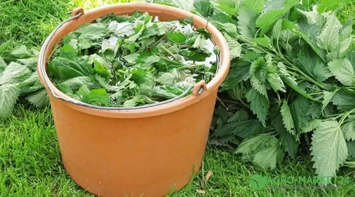 ведро с крапивным настоем