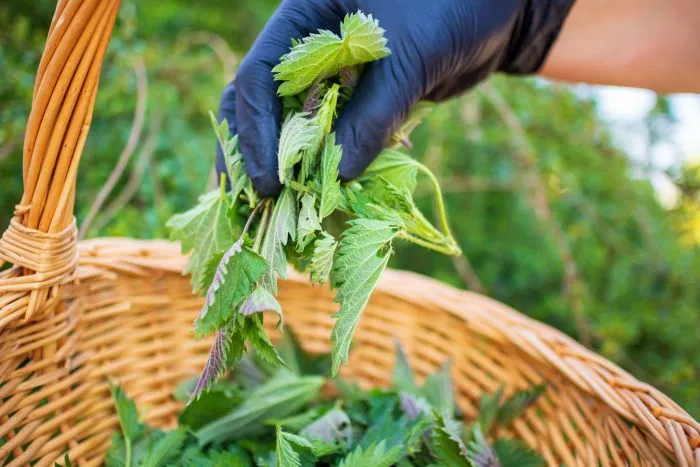 сбор молодой крапивы