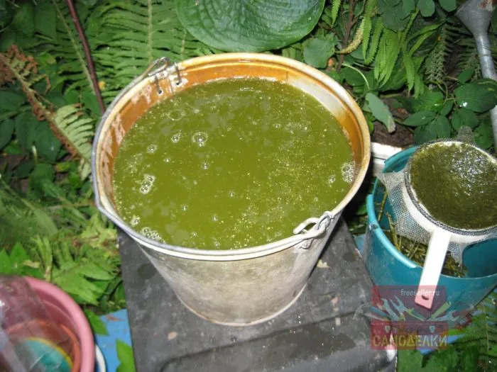 настой крапивы брожение