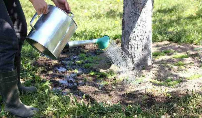 полив дерева из лейки