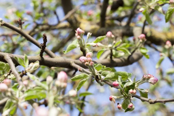 яблоня с завязями