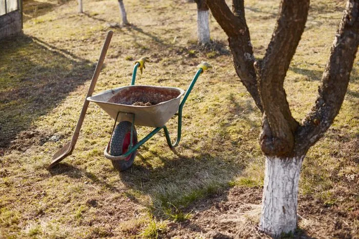 борозда для удобрения под деревом