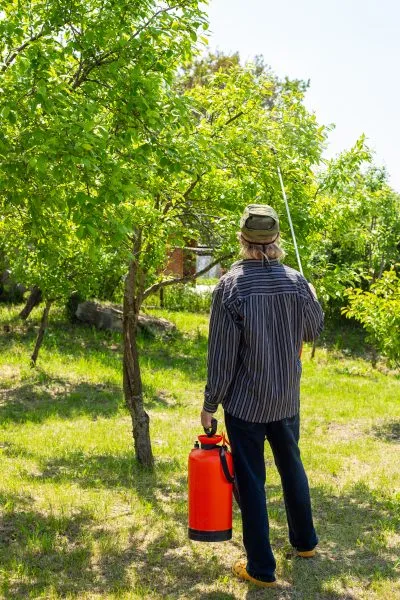 опрыскивание яблони