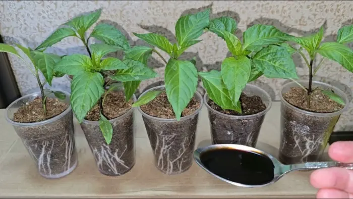 рассада перца в стаканчиках