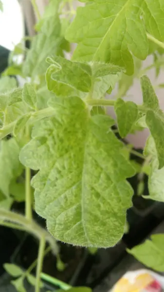 бледные листья рассады томатов