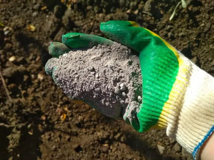 древесная зола в руках